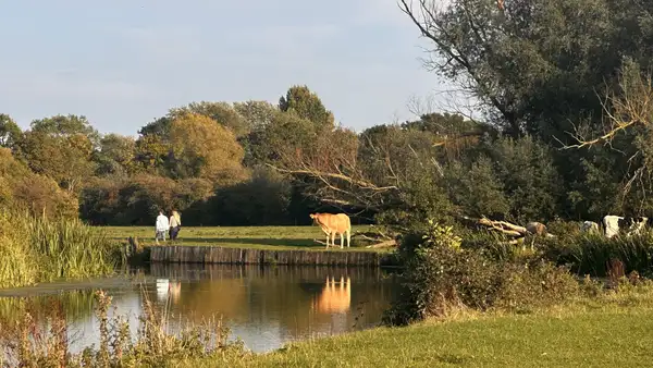 Walkers beside the River Stour in Dedham Vale National Landscape, passing grazing cattle and riverside meadows in soft autumn light.
