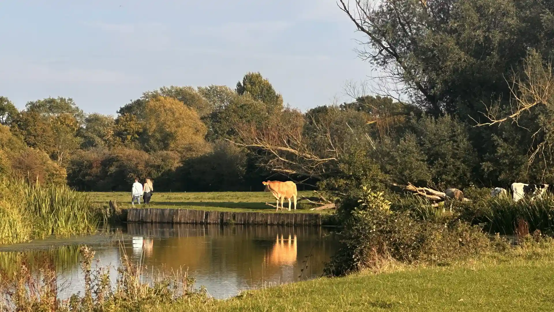 Walkers beside the River Stour in Dedham Vale National Landscape, passing grazing cattle and riverside meadows in soft autumn light.