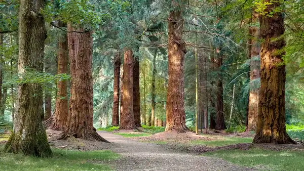 Walking trail through the New Forest National Park with towering ancient trees, dappled sunlight, and a peaceful woodland setting