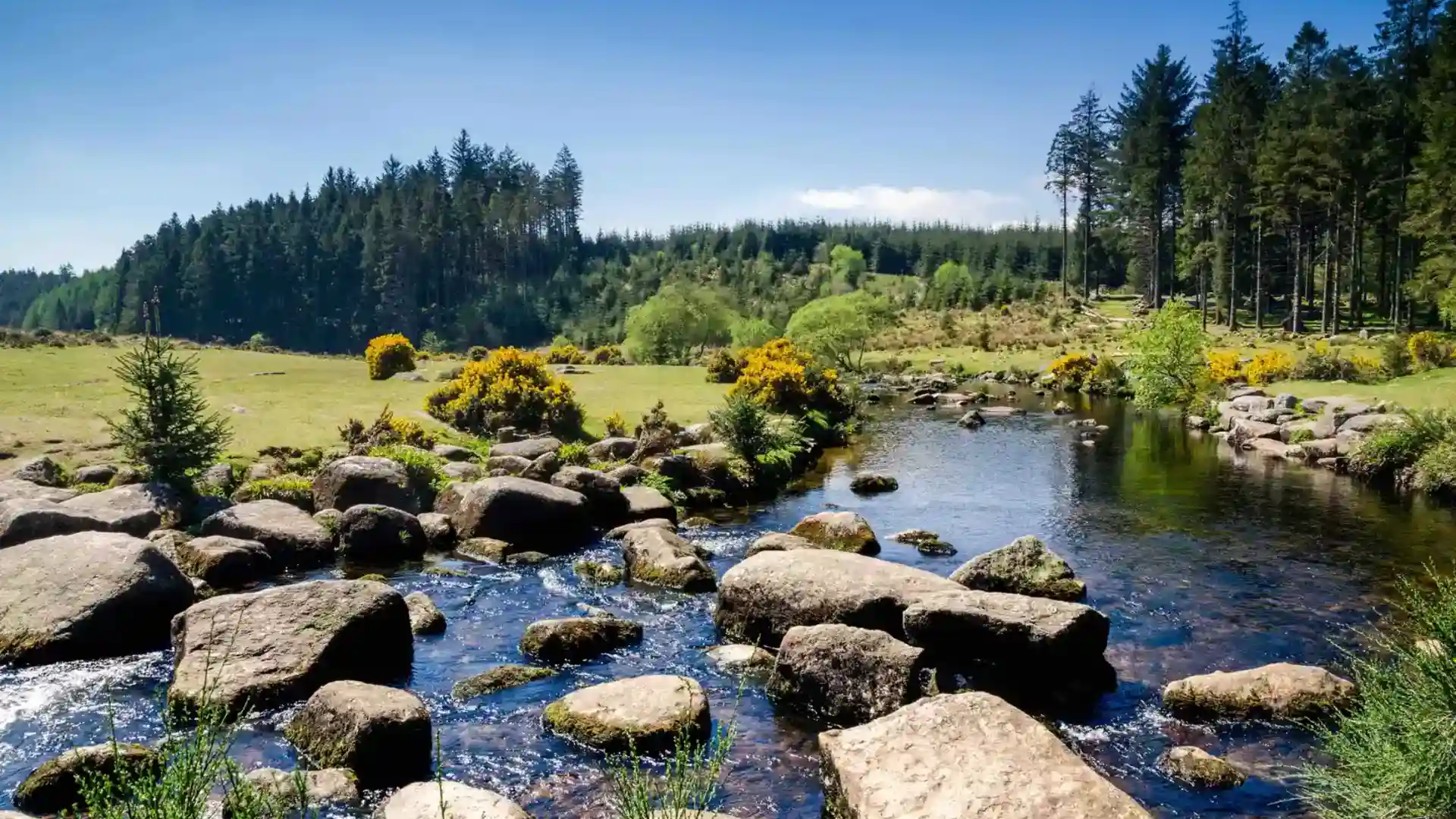 River with large stepping stones flowing through Dartmoor National Park, surrounded by green meadows, yellow gorse, and tall pine trees under a clear blue sky.