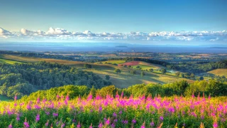 View across the Quantock Hills National Landscape in Somerset with summer wildflowers, rolling farmland, and distant sea views.