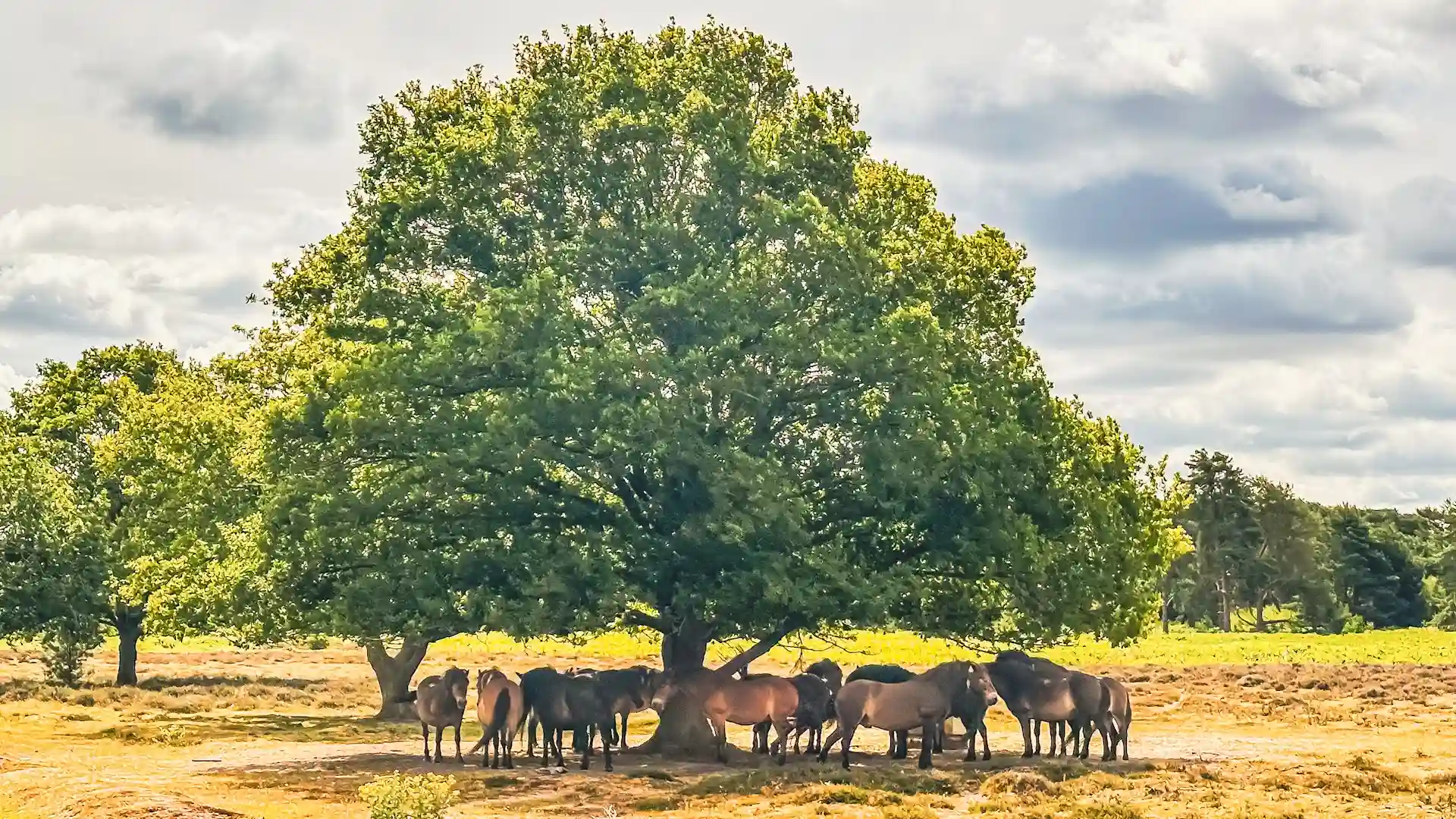 Wild Exmoor ponies graze under a large green leaf tree at Knettishall Heath on a warm sunny day.