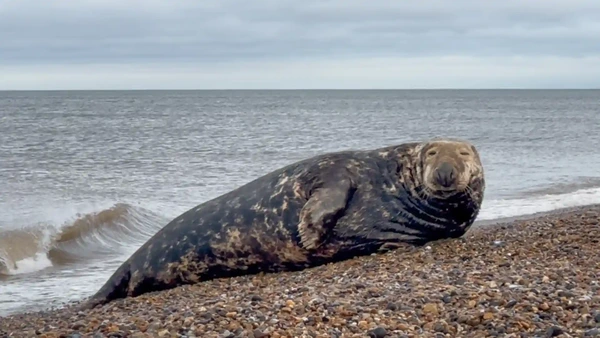 Grey seal resting on the shingle at Cley Beach on the Norfolk coast, with waves breaking behind.