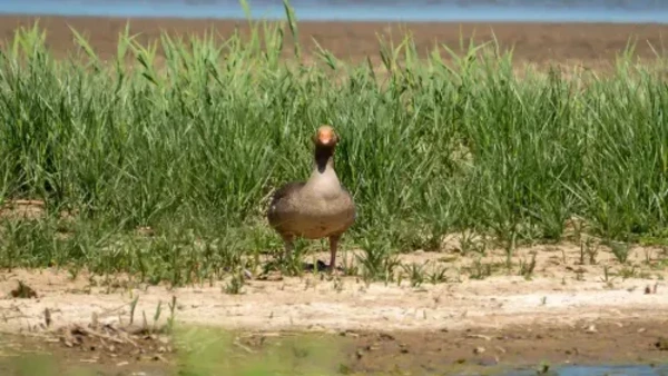 A goose stands on the muddy edge of a shallow wetland pool at RSPB Minsmere, with tall green reeds and distant shoreline behind.