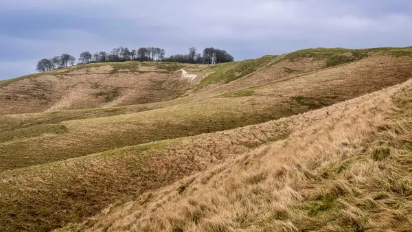 Open chalk downland and rolling ridges in the Cranborne Chase & West Wiltshire Downs National Landscape.