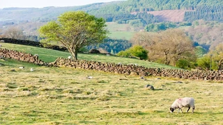 Peaceful hillside scene in the North York Moors with sheep, dry stone walls, and rolling green valleys.