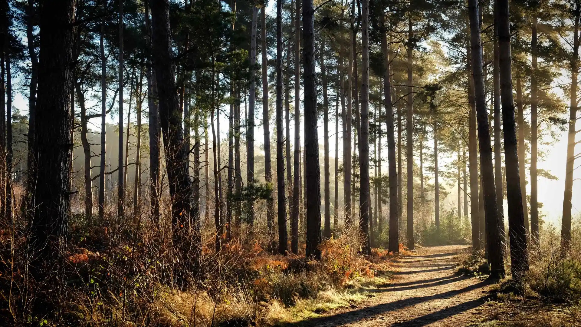 Woodland trail through pine trees on the Greensand Way in Surrey.