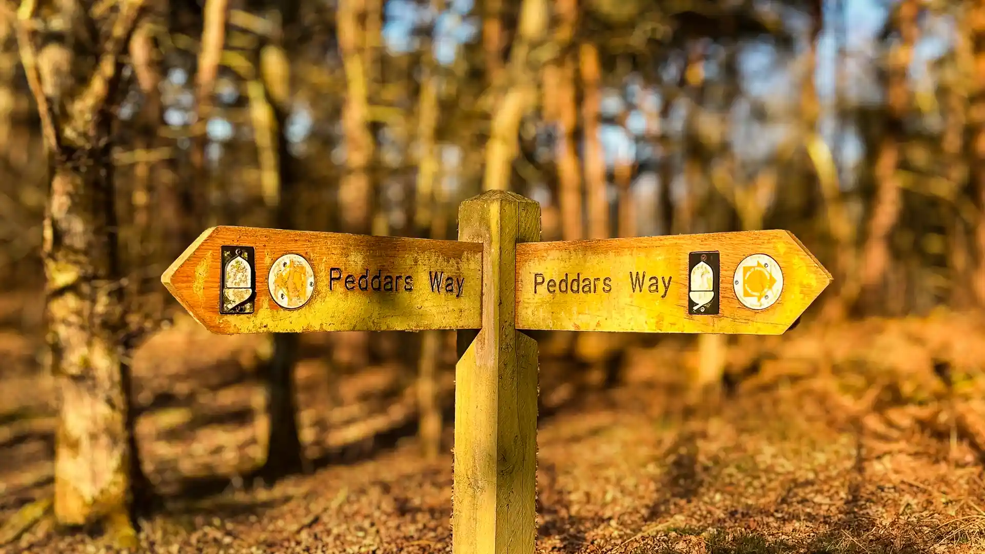 Wooden Peddars Way National Trail signpost in Breckland forest marking the route through Norfolk.
