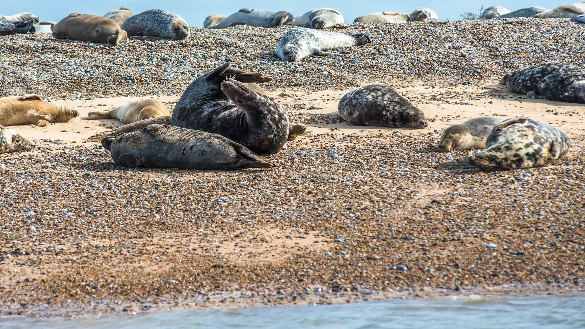 Seals resting on a shingle beach at Blakeney Point on the Norfolk coast.