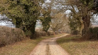 Gravel and sandy track along the Peddars Way in Breckland, with hedgerows and trees lining the route and firm ground underfoot.