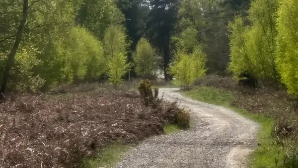Gravel path along the Peddars Way through Breckland landscape with woodland and heath vegetation near the start of the route.