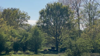Cattle resting beneath trees in Thetford Forest Park at Harling Woods, showing open Breckland woodland landscape near the Peddars Way.