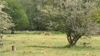 A muntjac deer crossing open grassland beside woodland along the Peddars Way in Norfolk’s Breckland landscape.