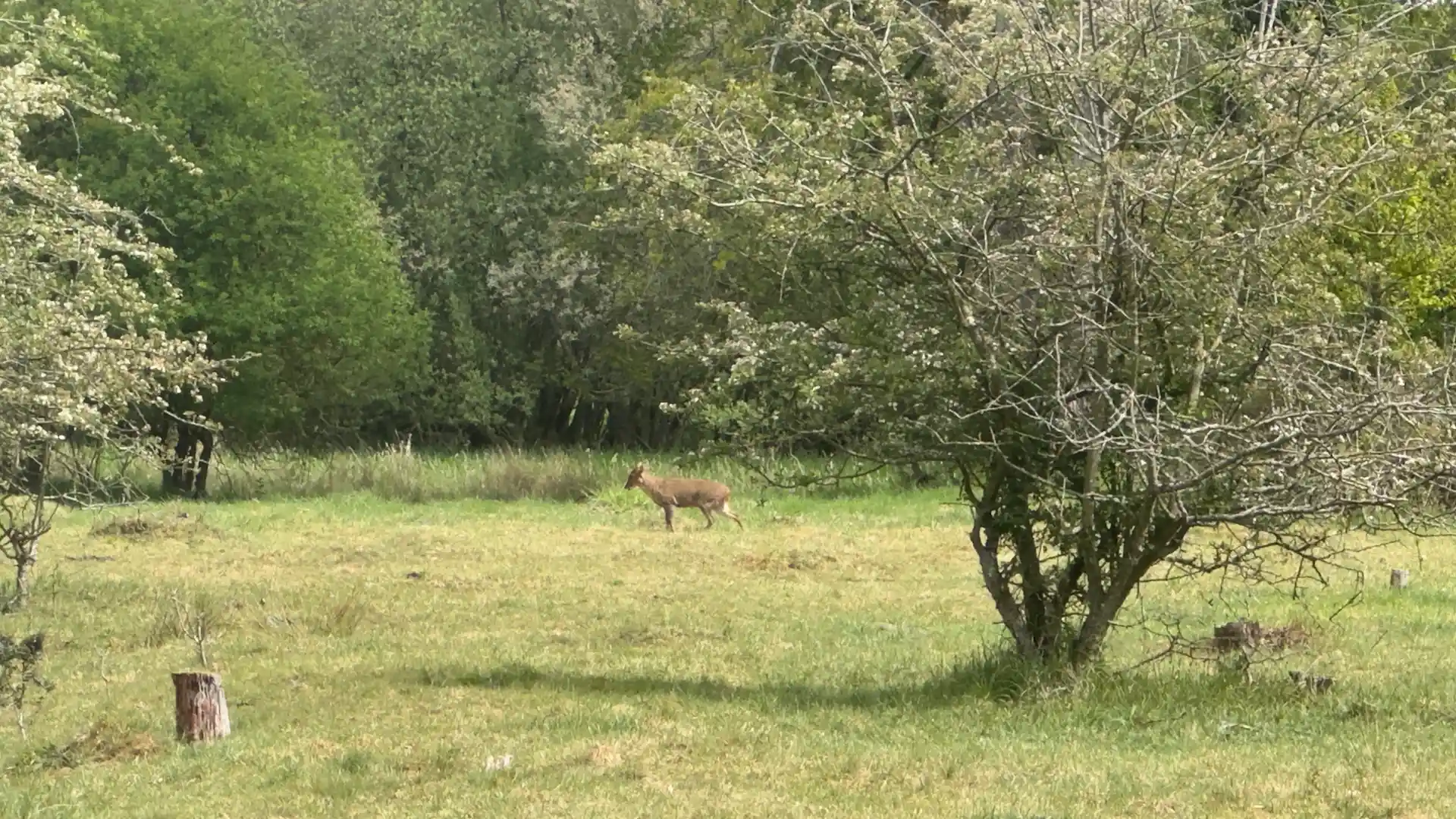 A muntjac deer crossing open grassland beside woodland along the Peddars Way in Norfolk’s Breckland landscape.