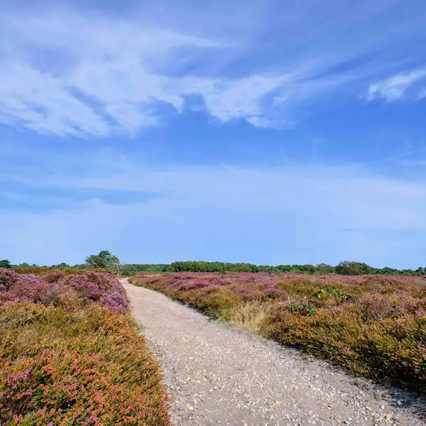Suffolk coast path coastal walking through a heath land section.