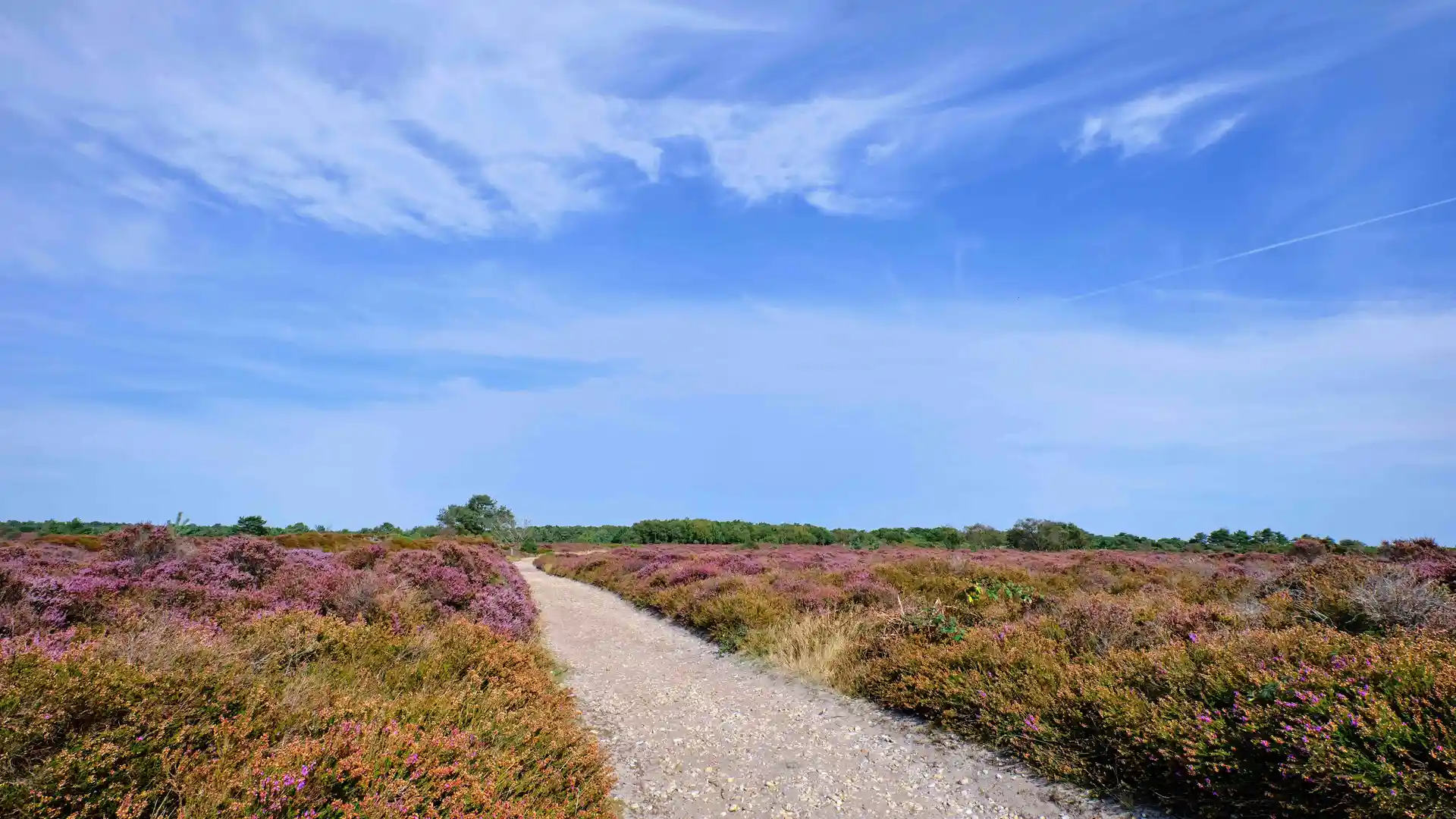 Suffolk coast path coastal walking through a heath land section.