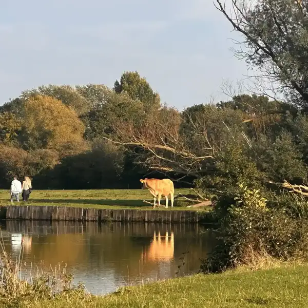 Walkers beside the River Stour in Dedham Vale National Landscape, passing grazing cattle and riverside meadows in soft autumn light.
