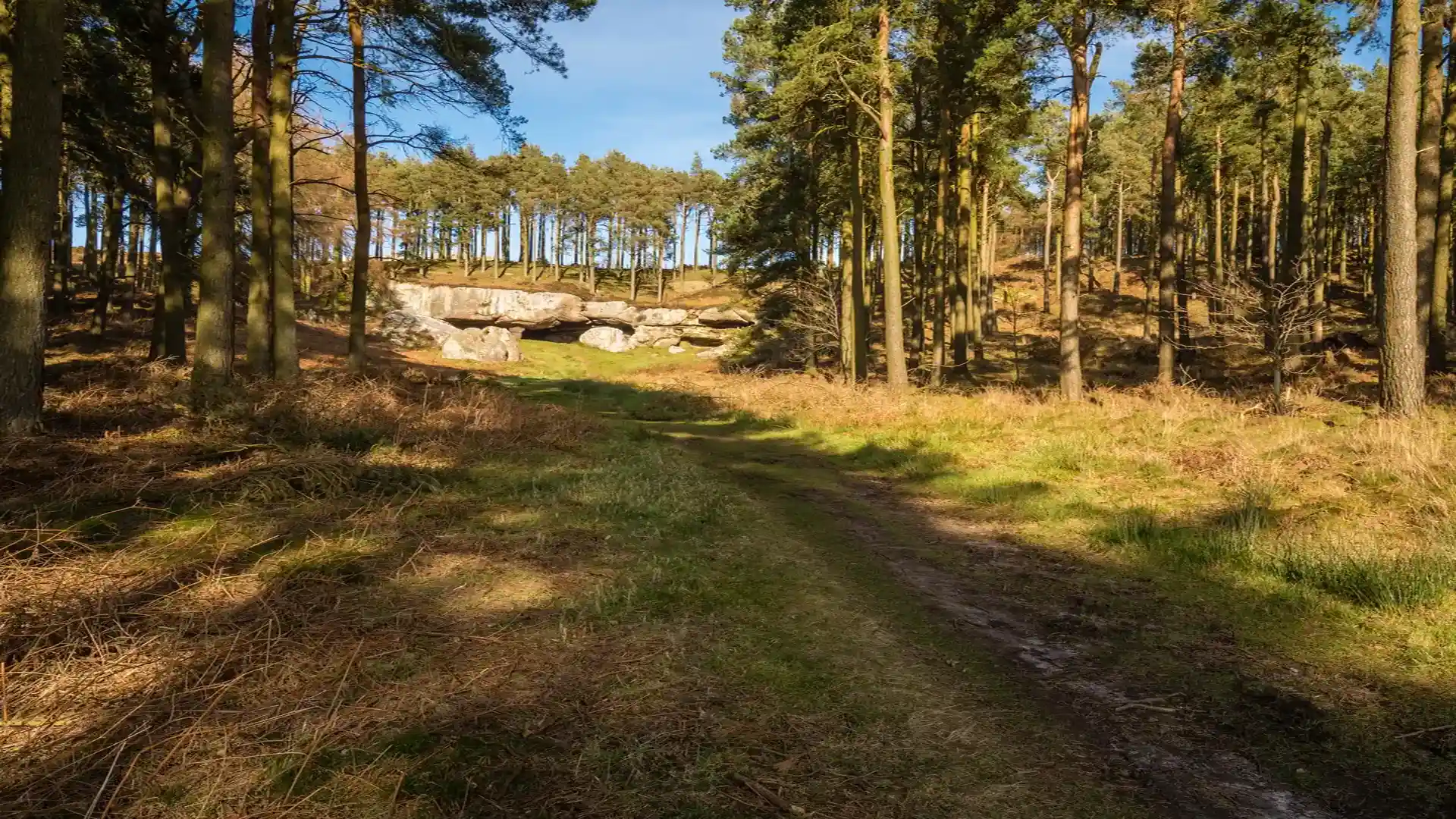 Woodland path on St Cuthbert's Way through the Scottish Borders, passing beneath tall pine trees and rocky outcrops.