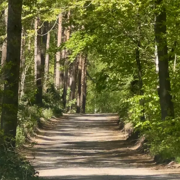 Sunlit woodland track along the Peddars Way, passing through mixed forest and Breckland countryside in Norfolk.