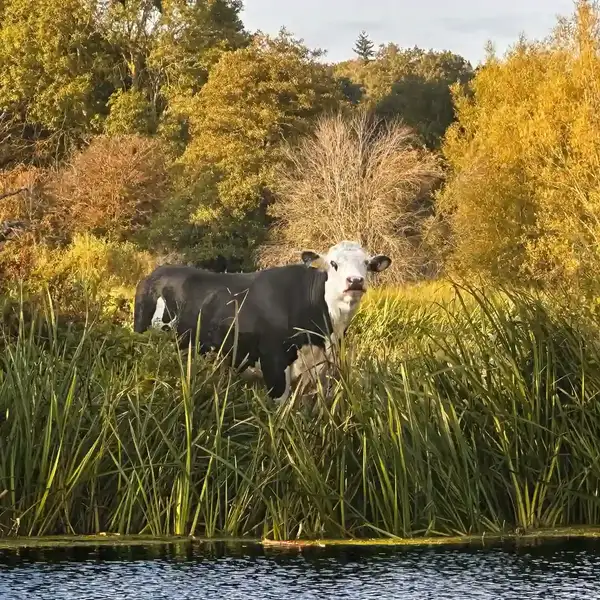 Cow grazing beside the River Stour in Dedham Vale National Landscape, surrounded by tall reeds and golden autumn trees reflected in calm water.