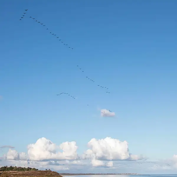 Migrating geese crossing the sky above the Suffolk Coast Path during autumn migration.