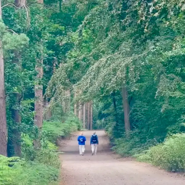 Woodland section of the Peddars Way near Knettishall Heath at the start of the journey.