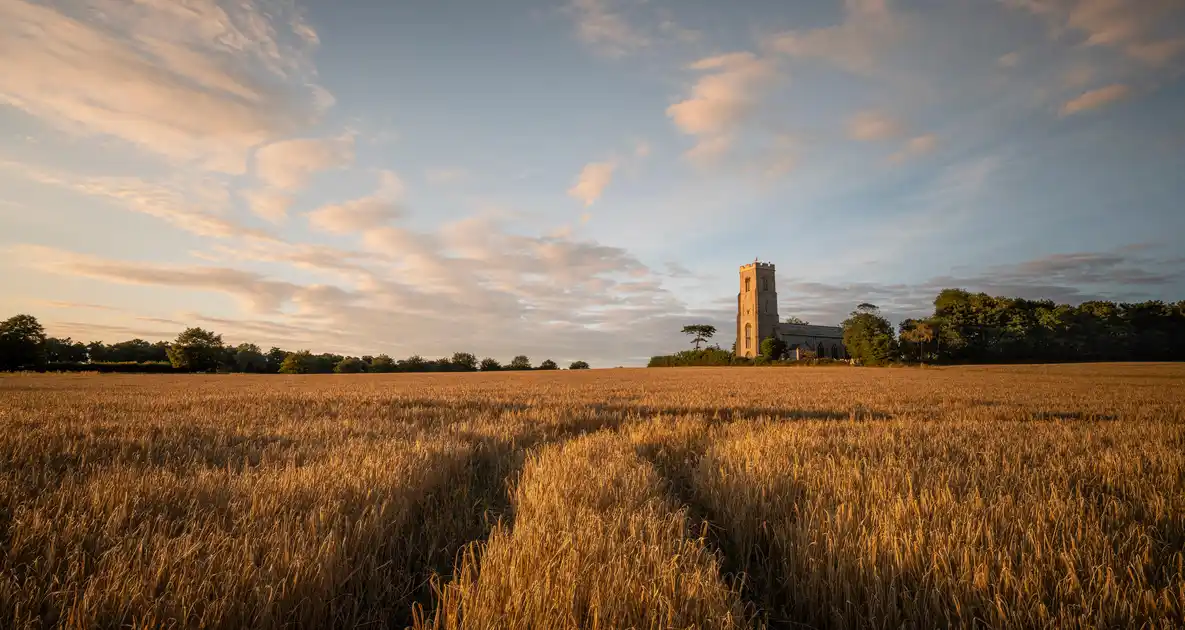 Church tower rising above golden fields in the Norfolk countryside at sunset.