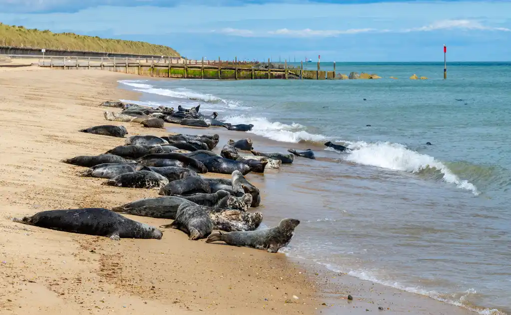 Grey seals resting on a sandy beach along the Norfolk Coast.