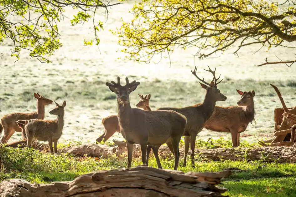 Wild deer in Richmond Park, London
