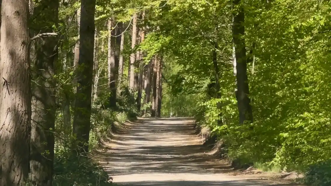 Sunlit woodland track along the Peddars Way, passing through mixed forest and Breckland countryside in Norfolk.