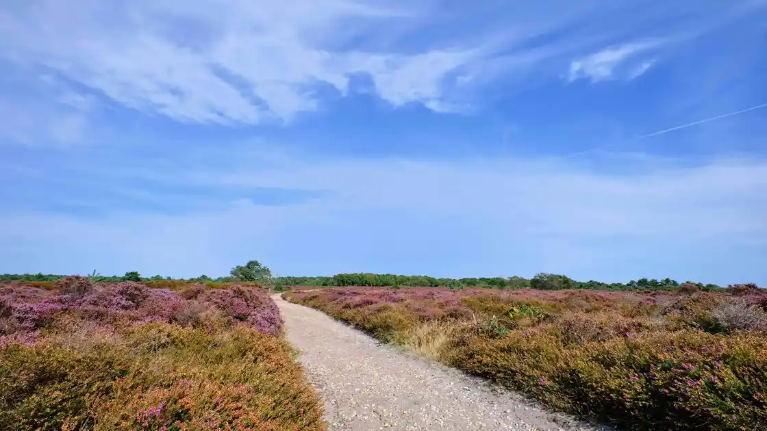 Suffolk coast path coastal walking through a heath land section.