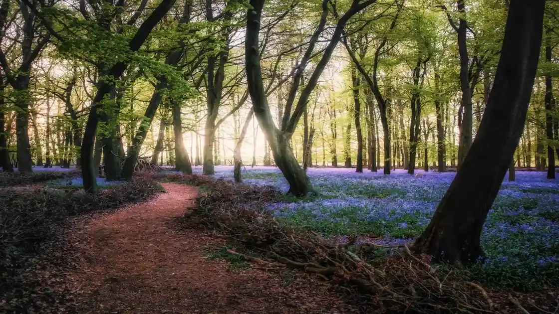 Woodland footpath winding through bluebells beneath mature trees in Hertfordshire during spring.