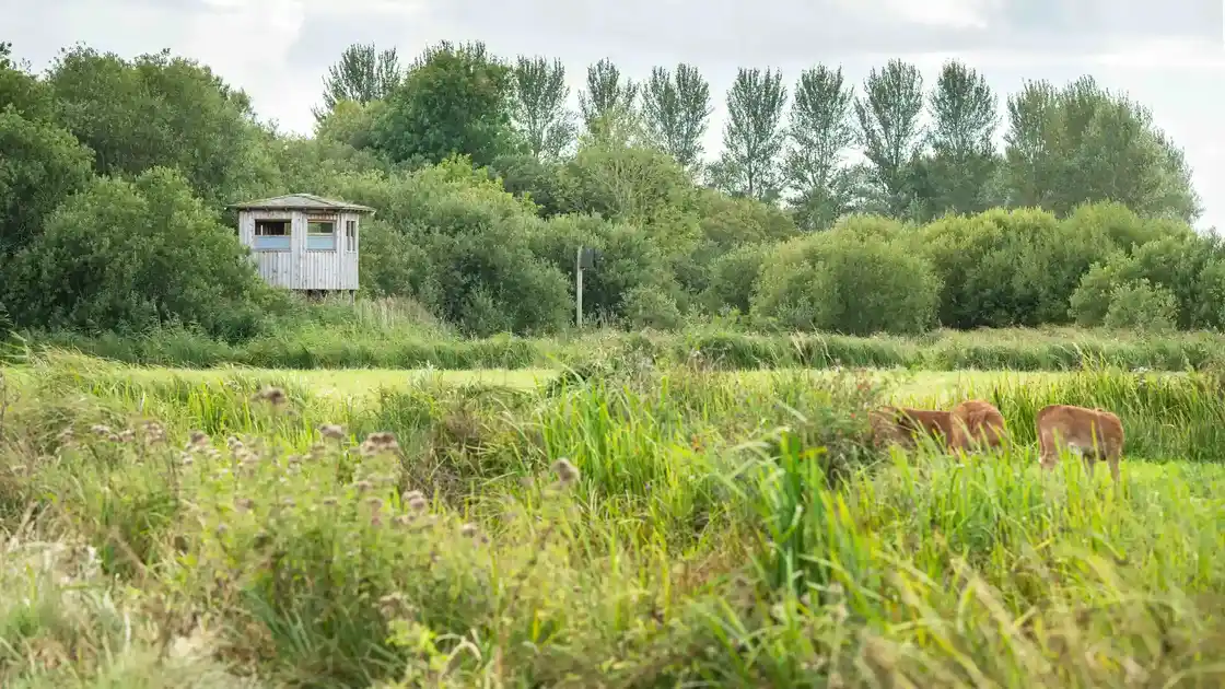 Wetland grazing marsh with riverside vegetation and wildlife in the Suffolk Broads along the River Waveney.