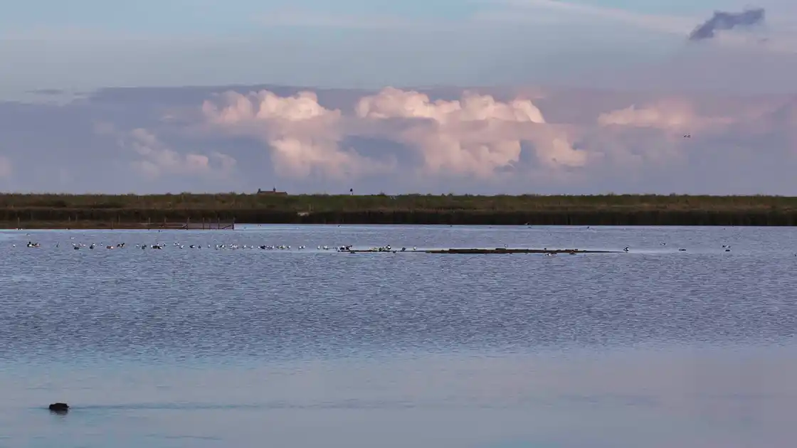 Birds resting on coastal lagoon at RSPB Titchwell Marsh on the Norfolk coast.