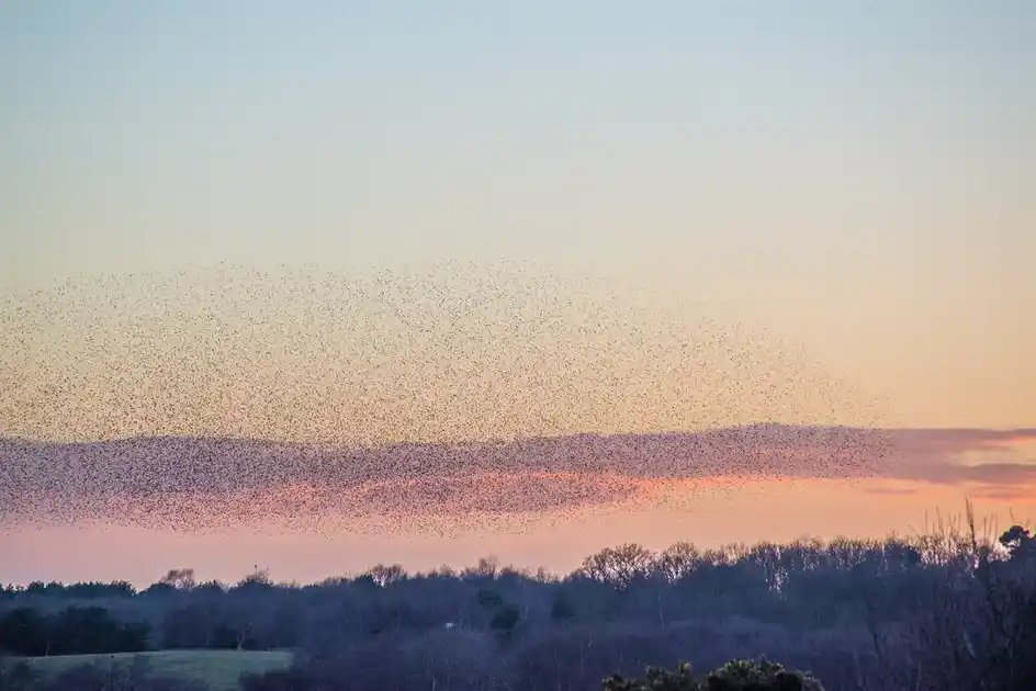 Starling murmuration at sunset over woodland on the Norfolk coast.
