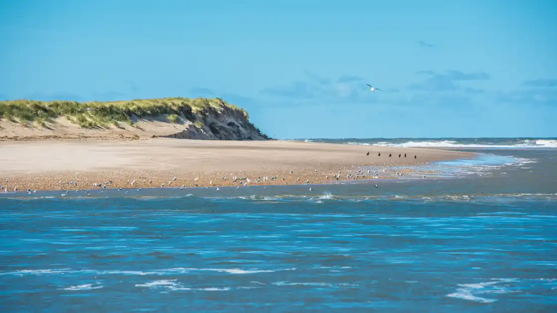 Sandy shoreline and dune ridge of Scolt Head Island on the Norfolk coast with sea in the foreground.