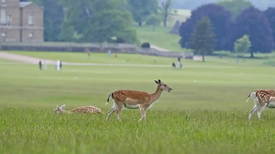 Holkham Hall