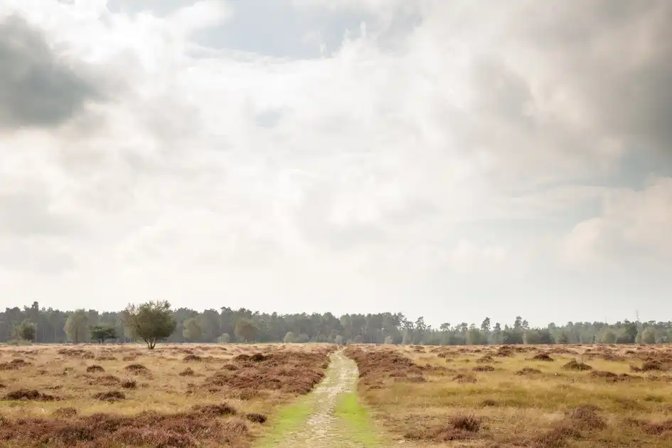 Thetford Forest, Norfolk & Suffolk