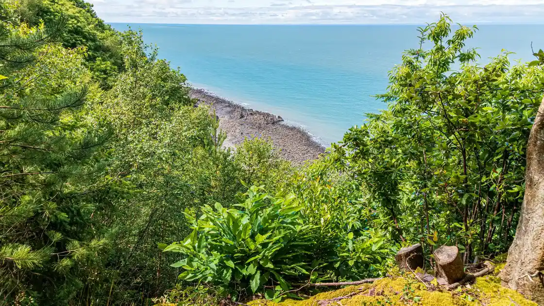 Wooded cliffs and rocky shoreline on the South West Coast Path in Exmoor.