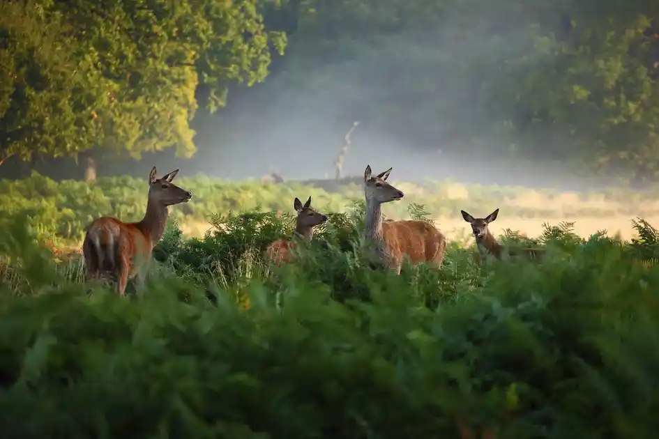 Red deer in Richmond Park
