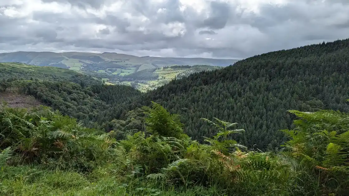 View across a forested valley on Glyndŵr's Way in Mid Wales, with dense conifer woodland covering the hillsides, patches of sunlight illuminating the distant landscape, and dramatic clouds gathering above the rolling uplands.