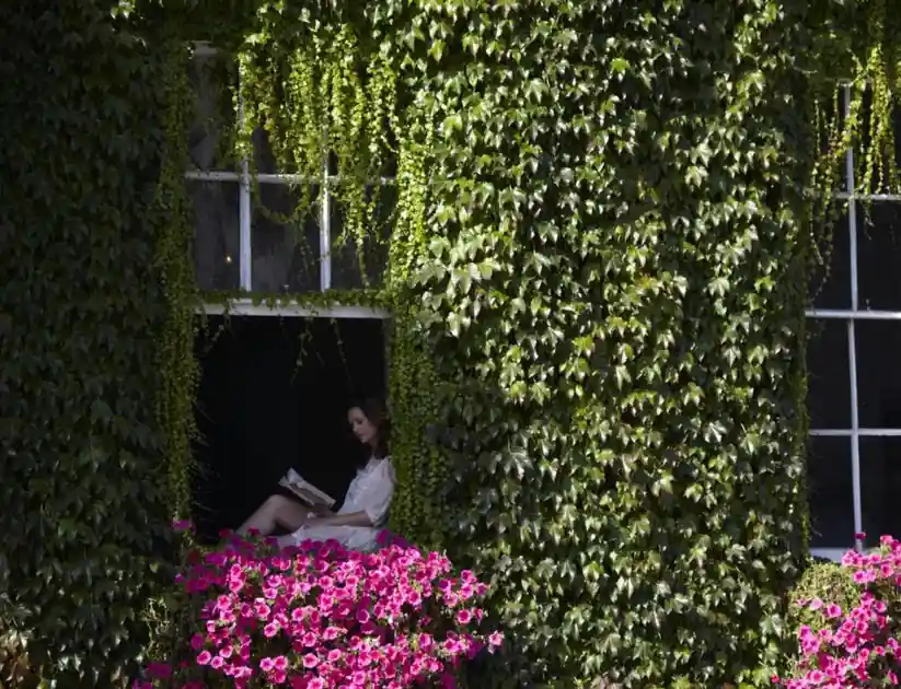 Ivy-covered hotel window with pink flowers at The Angel Hotel in Bury St Edmunds.