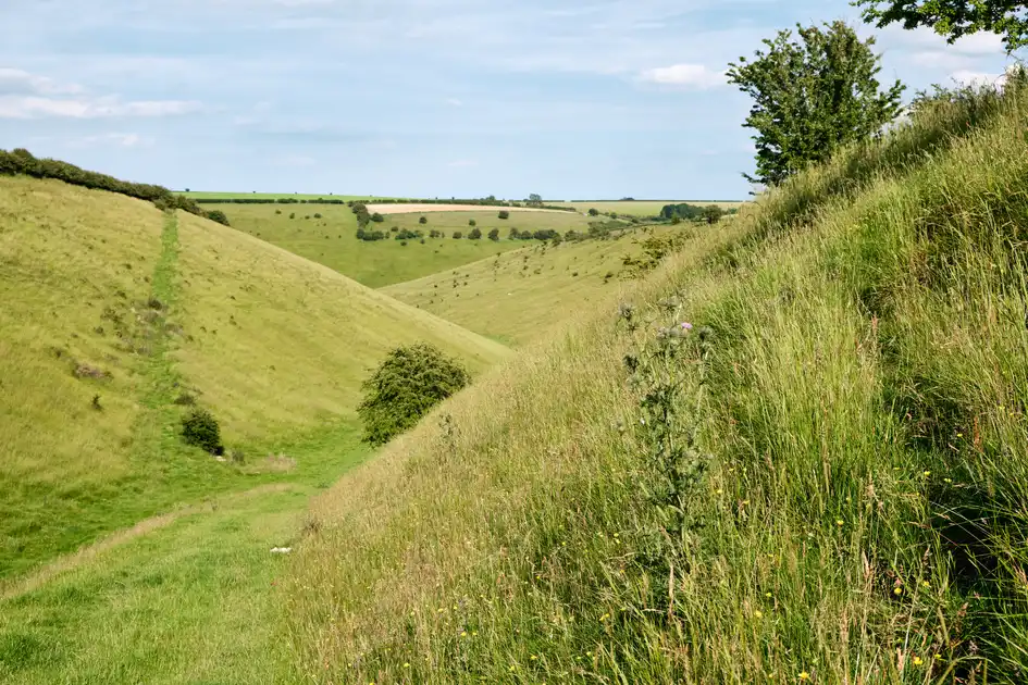 Grassy chalk valley with steep rolling slopes, wildflowers and scattered trees in the Yorkshire Wolds, England.