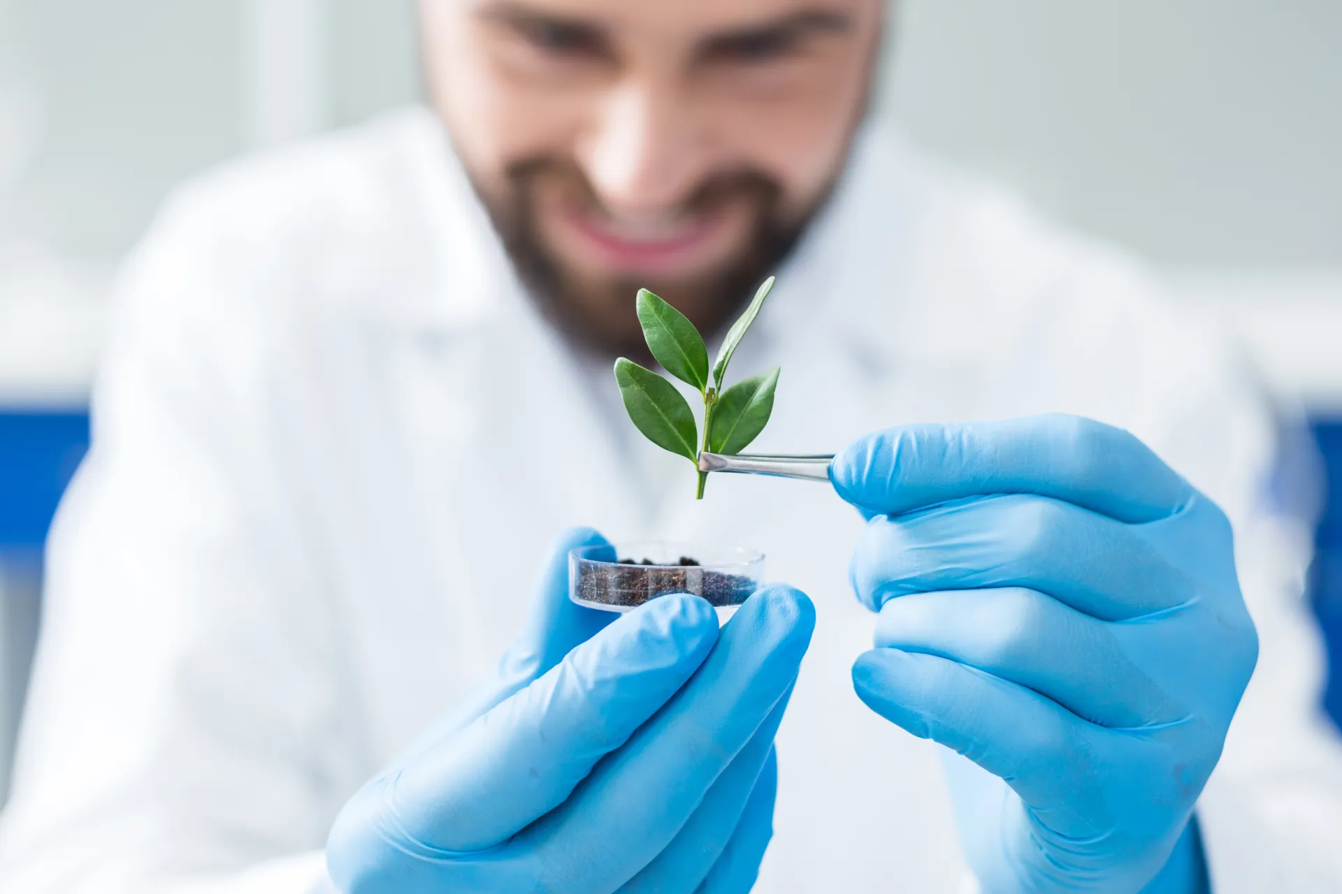 Wissenschaftler mit blauen Handschuhen hält ein kleines grünes Pflanzensprössling mit einer Pinzette über eine Petrischale mit Erde.