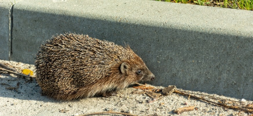 Ein Igel tagsüber unterwegs