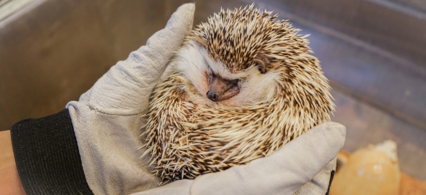 Ein Igel in einer Igelstation