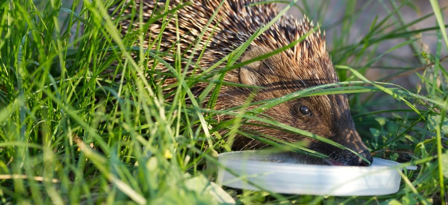 Igel Trinkstelle