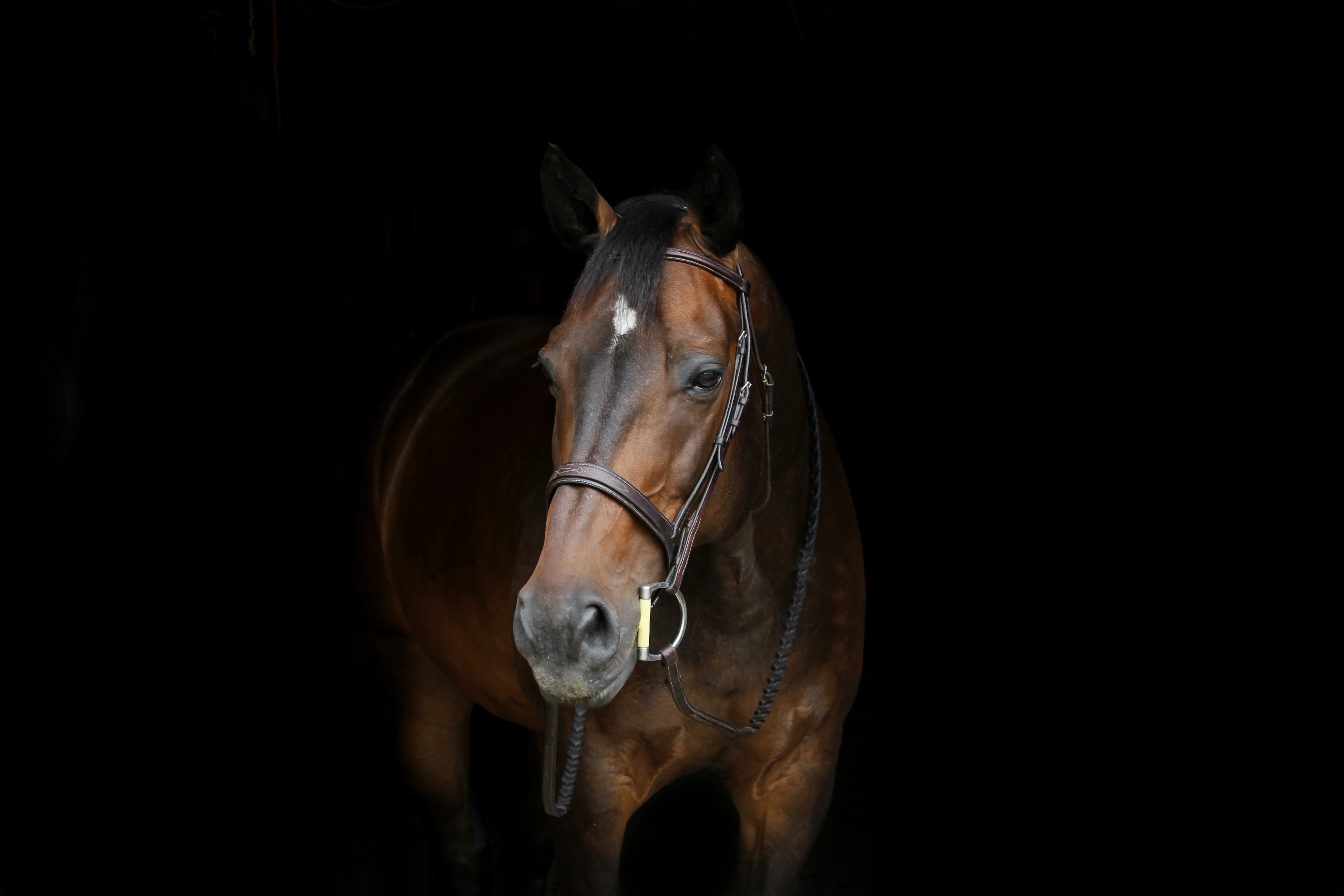 Portret van een bruin paard met hoofdstel