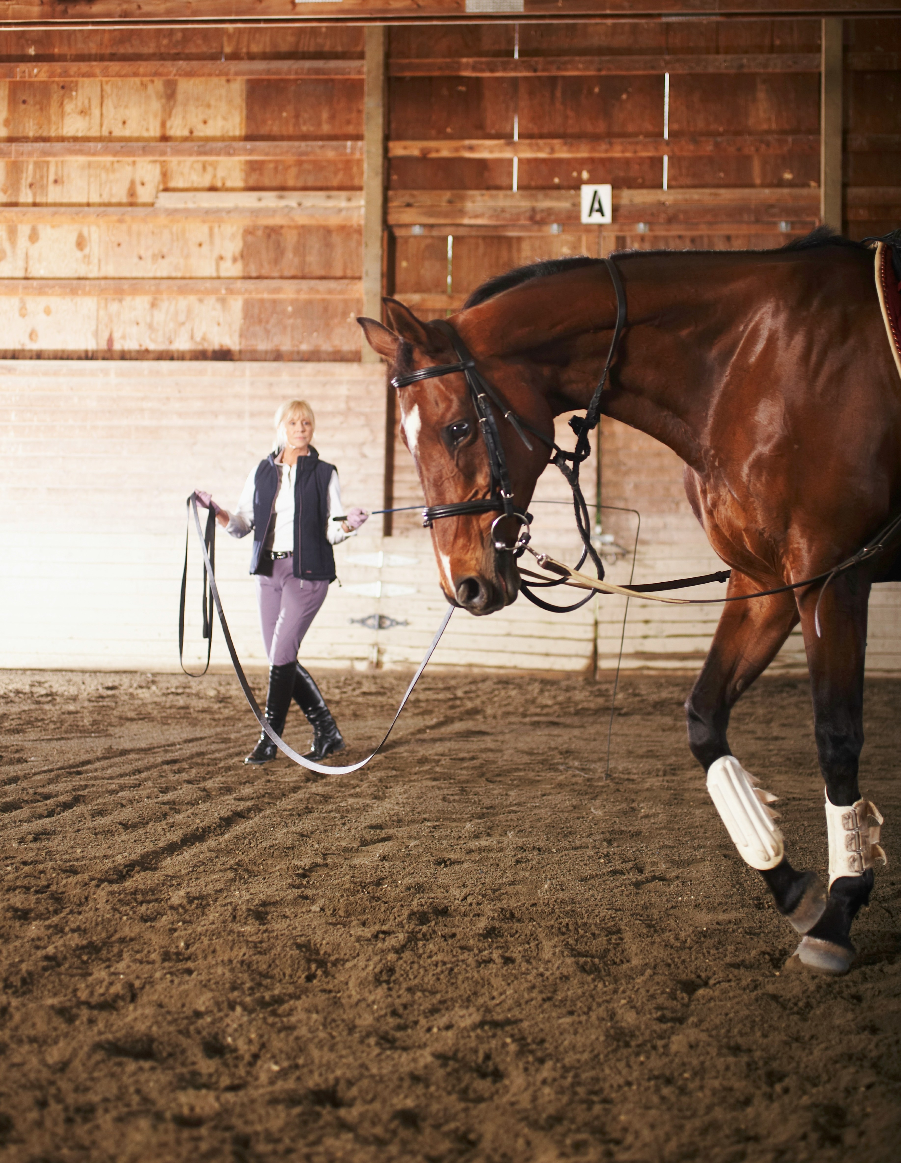 Longeren van een paard in de binnenbak
