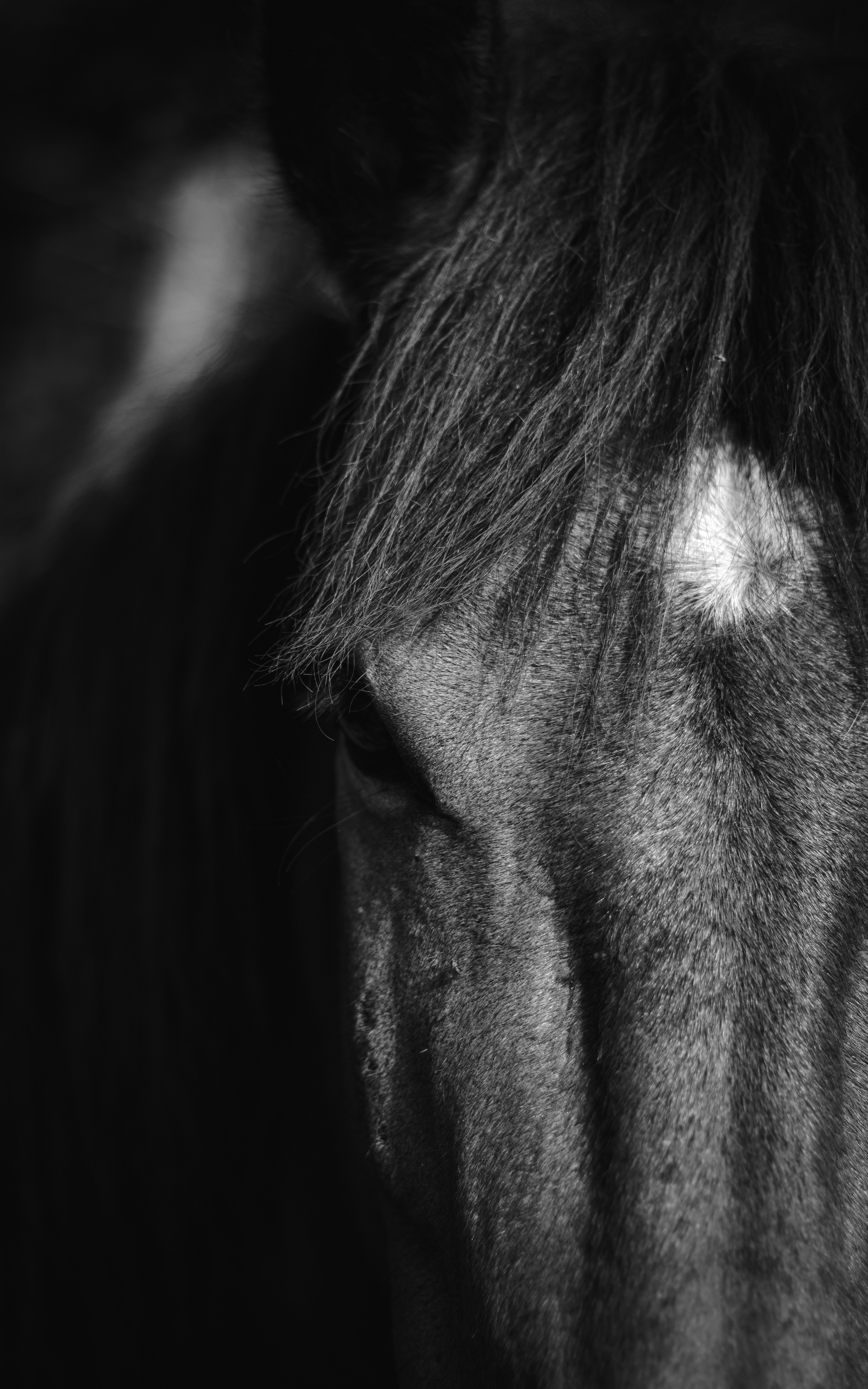 Close-up van een schimmel in zwart-wit